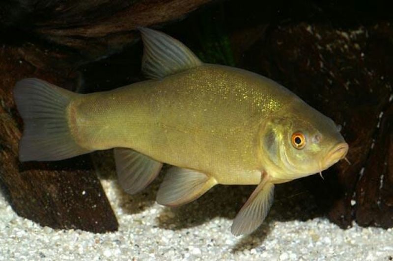 丁桂鱼15~20cm