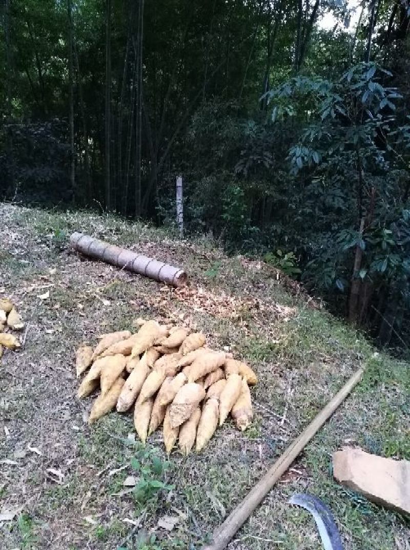 新鲜野生有机深山冬笋，件/净重5斤。包邮到家。