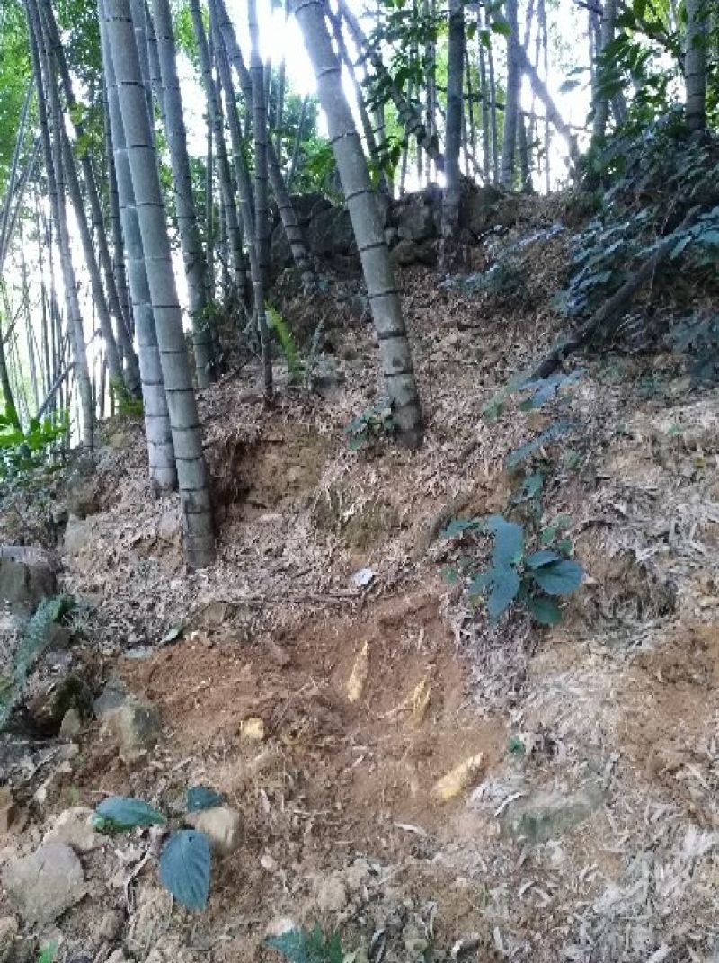 新鲜野生有机深山冬笋，件/净重5斤。包邮到家。