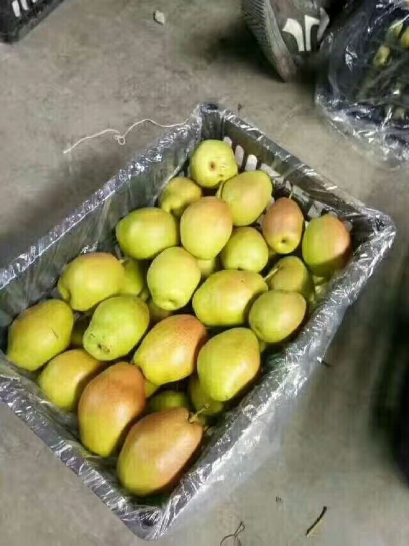 【热卖推荐红香酥梨】陕西大荔冷库货大量出库中产地直发