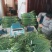 白帽蒜薹精品70cm以上