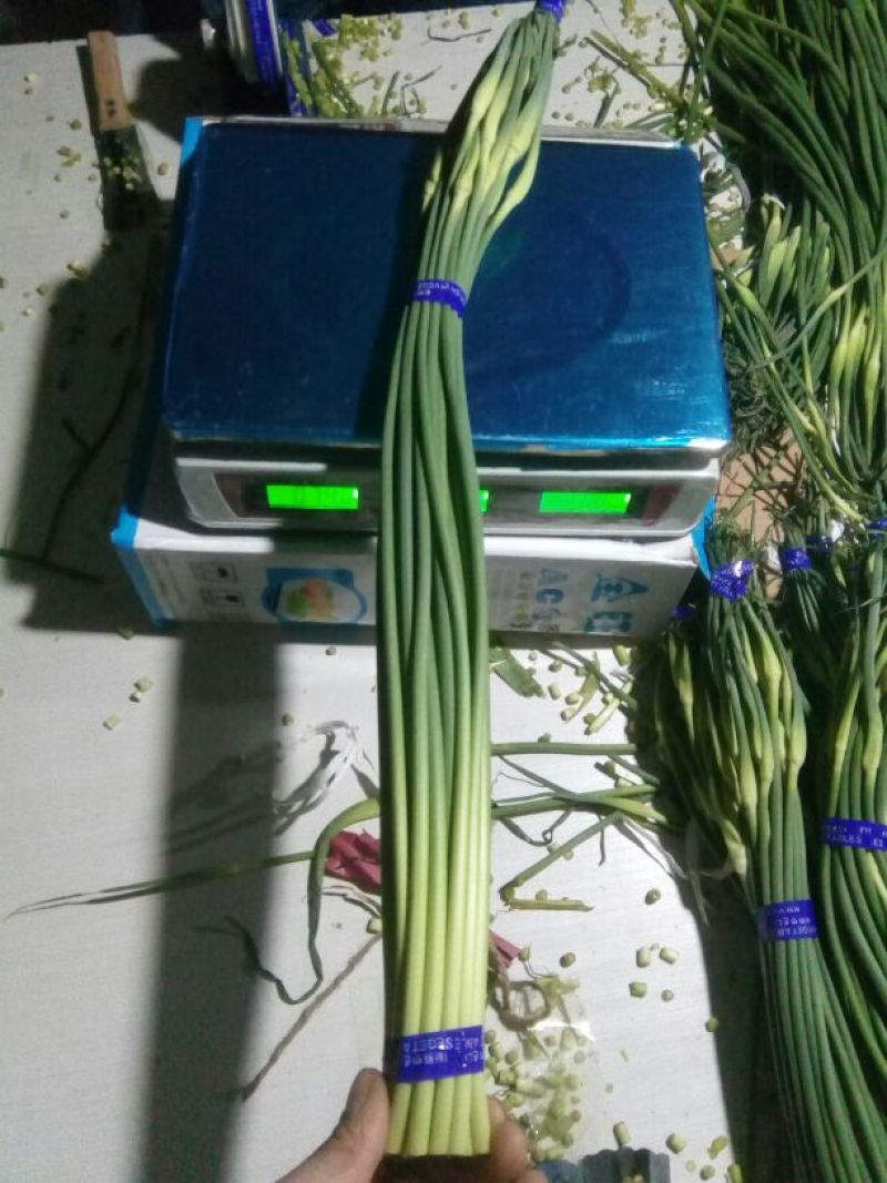白帽蒜薹精品70cm以上