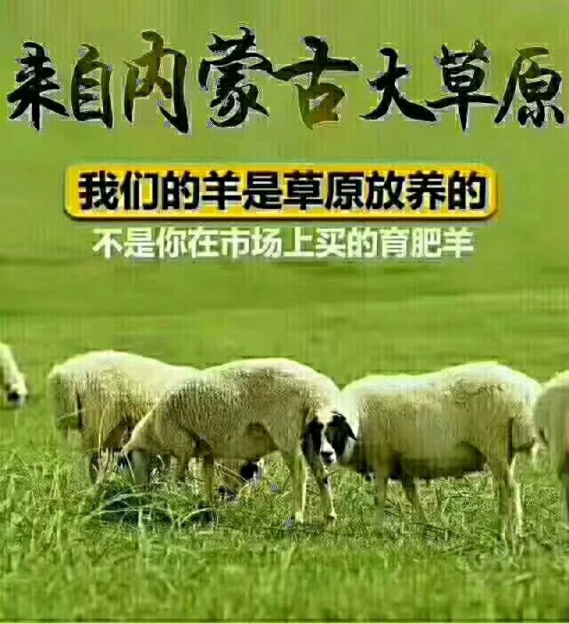 羊寸排是带骨绵羊肉