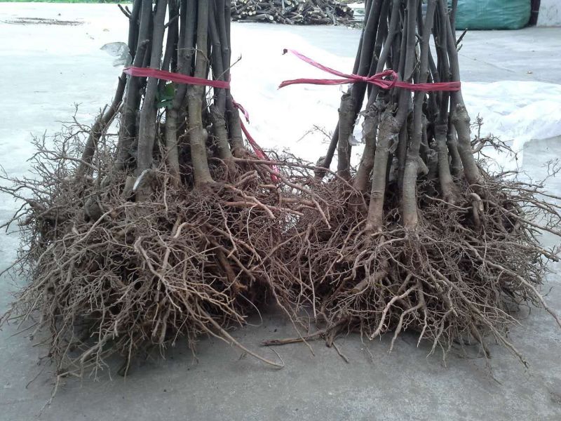 黄玉兰苗黄花玉兰树苗，当年开花