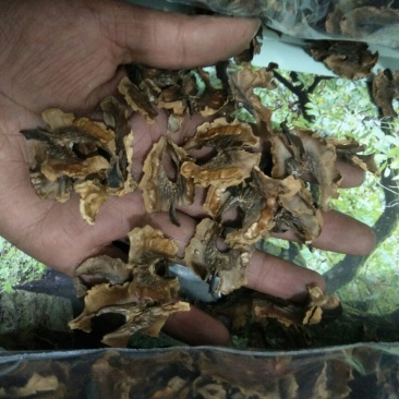分心木云南现剥分心木现时发货