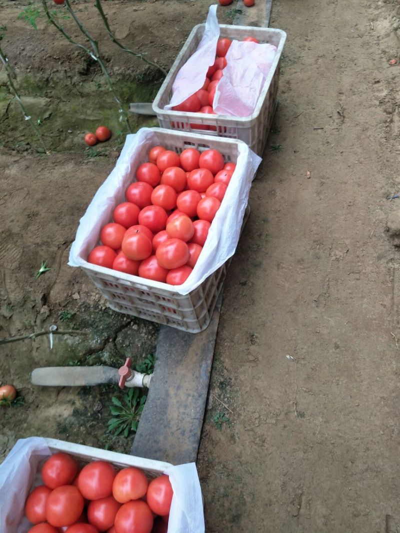 硬粉西红柿弧二以上硬粉通货