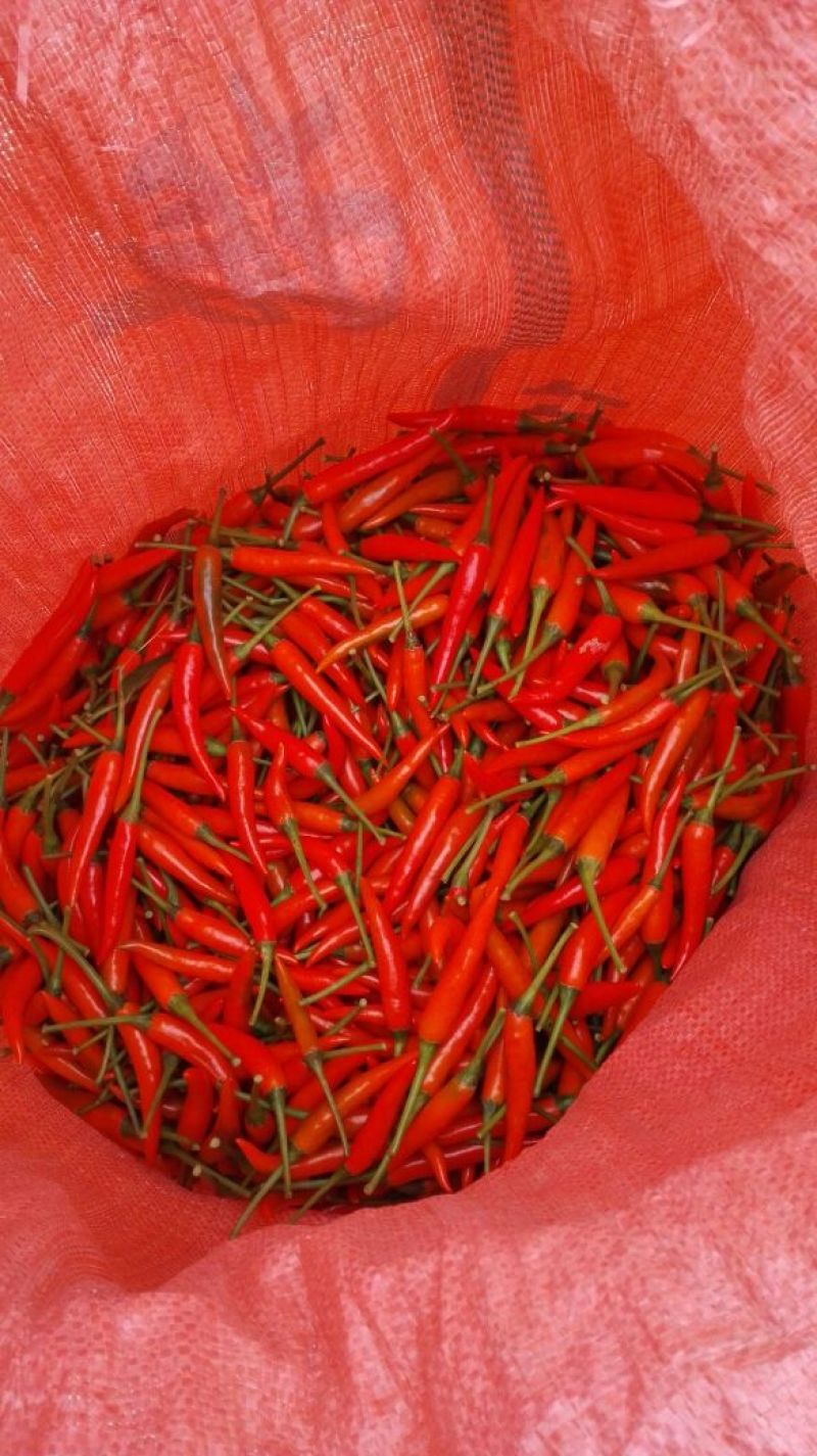 小米椒5~10厘米红特辣