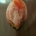 柿饼1~2两