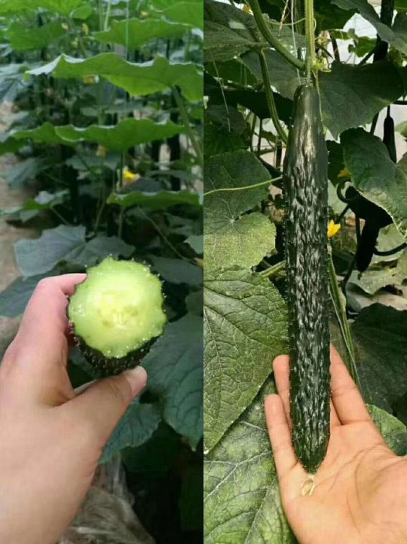 早春大棚黄瓜种子油量瓜码密瓤绿瓜条顺直
