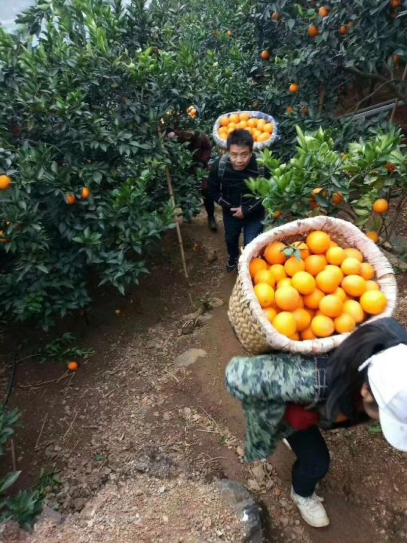 纽荷尔脐橙四川雷波老鸭岩纽荷尔