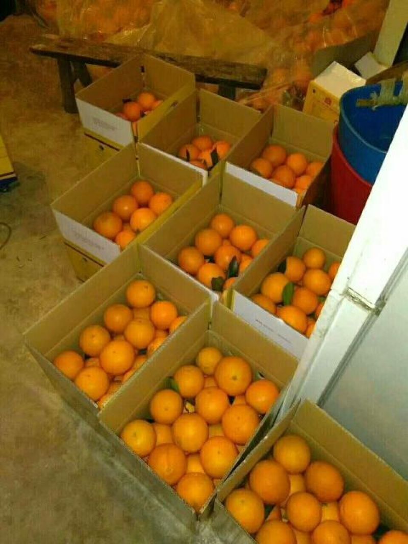 纽荷尔脐橙四川雷波老鸭岩纽荷尔
