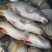 鲤鱼2~3公斤食用