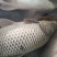 鲤鱼2~3公斤食用