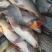 鲤鱼2~3公斤食用