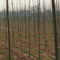 青竹复叶槭树苗3米以上米经3公分