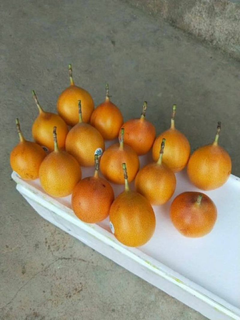 哥伦比亚黄金百香果种苗10~20cm