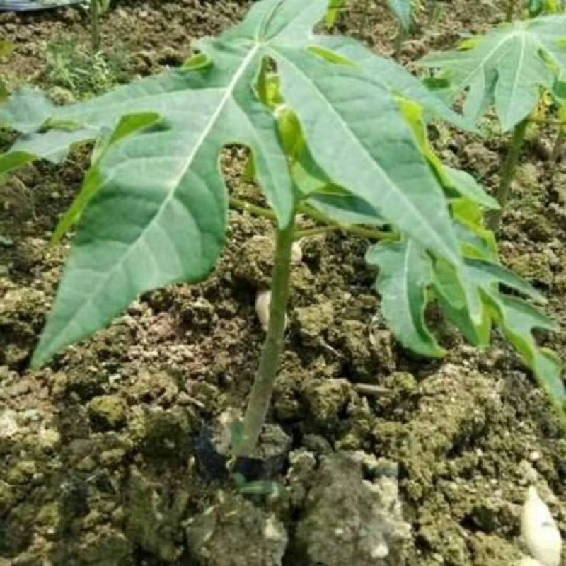 木瓜树苗10~20cm