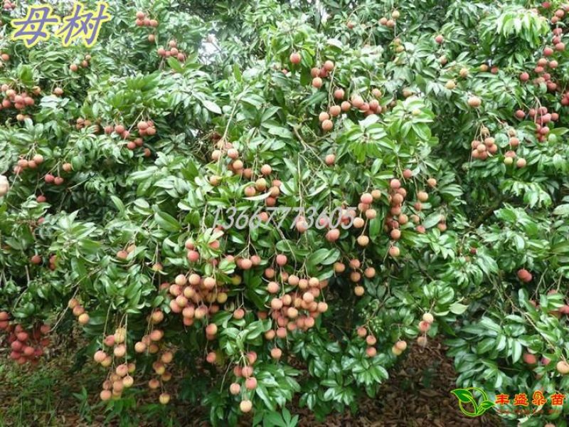 龙眼树苗50~80cm
