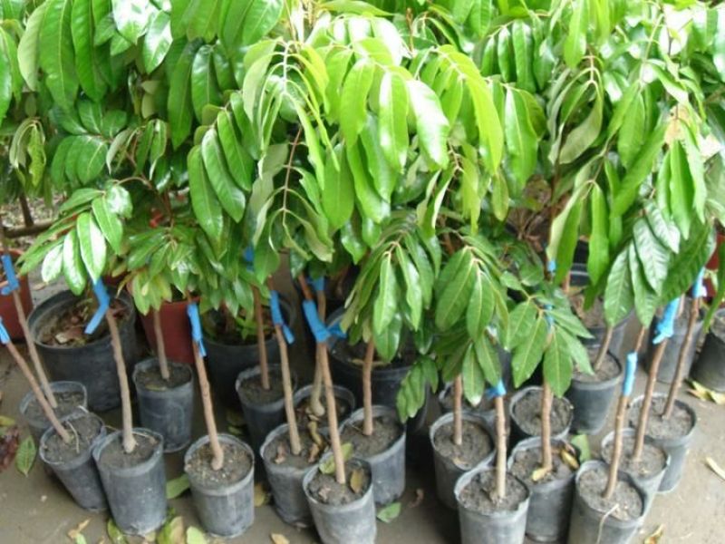 龙眼树苗50~80cm
