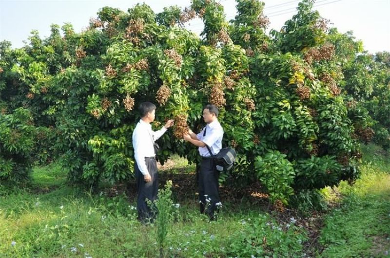 龙眼树苗50~80cm