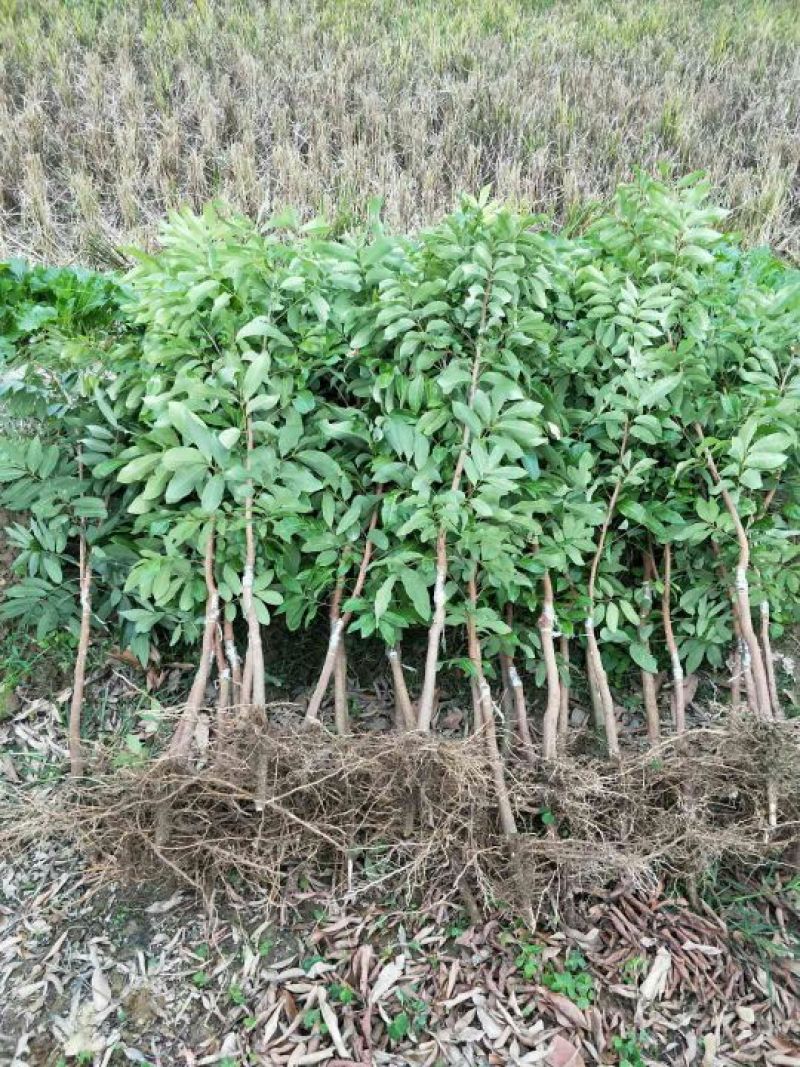 龙眼树苗50~80cm