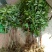 龙眼树苗50~80cm
