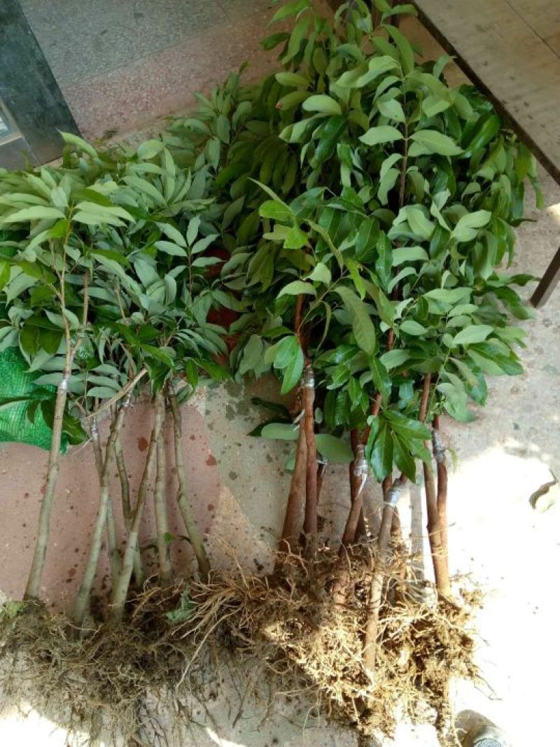 龙眼树苗50~80cm