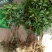 龙眼树苗50~80cm