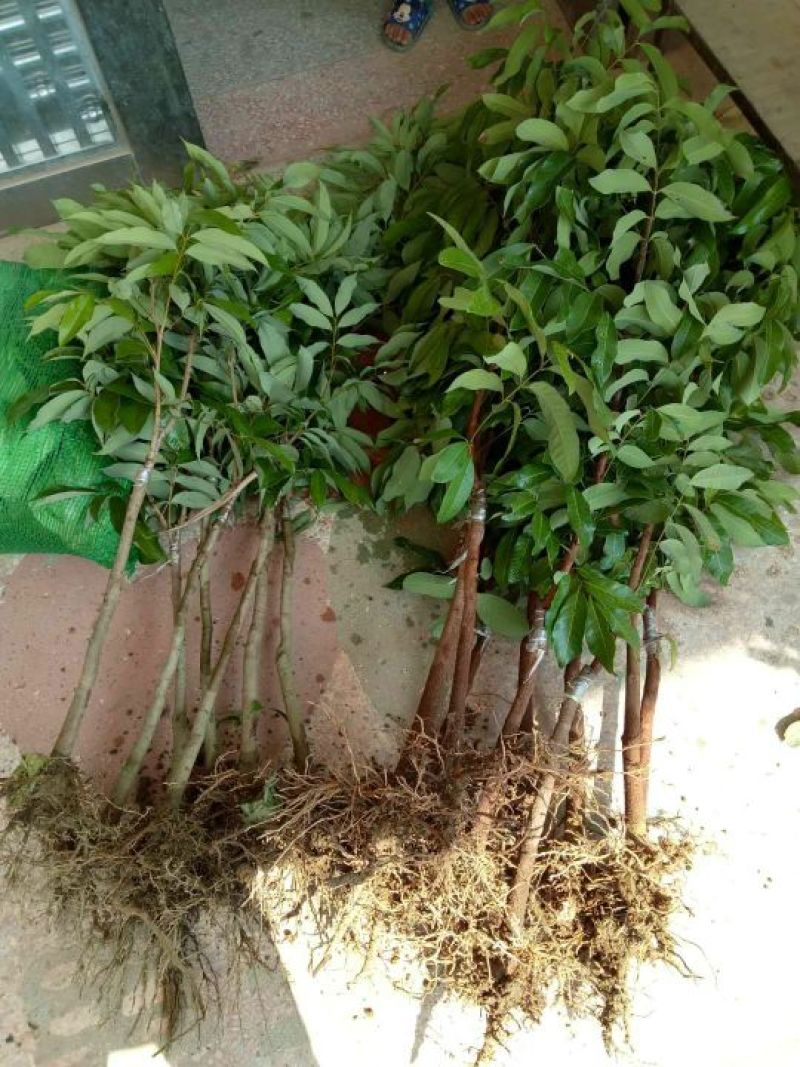 龙眼树苗50~80cm