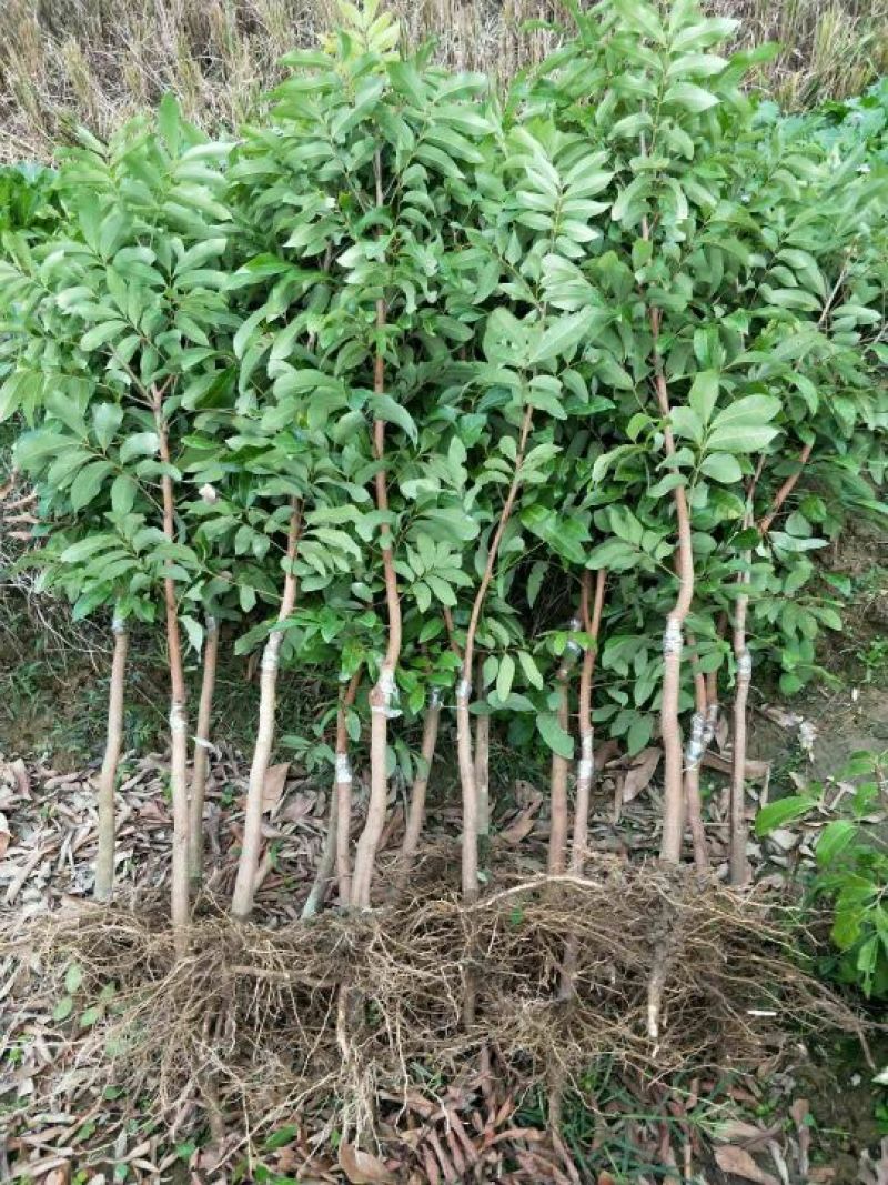 龙眼树苗50~80cm