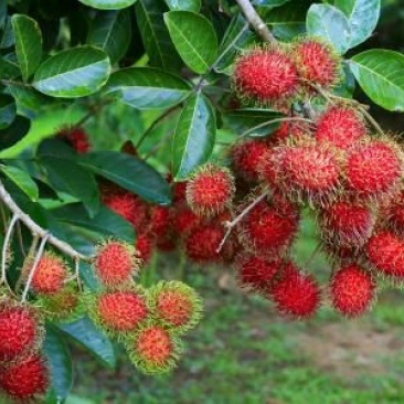 红毛丹苗红毛丹树苗家庭后院盆栽种植成活率高产量高，