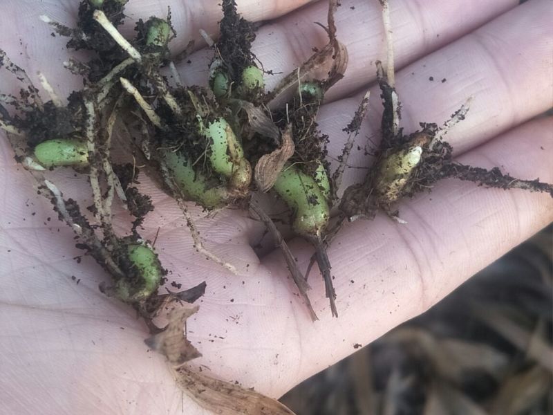 优质白芨种苗10cm以下