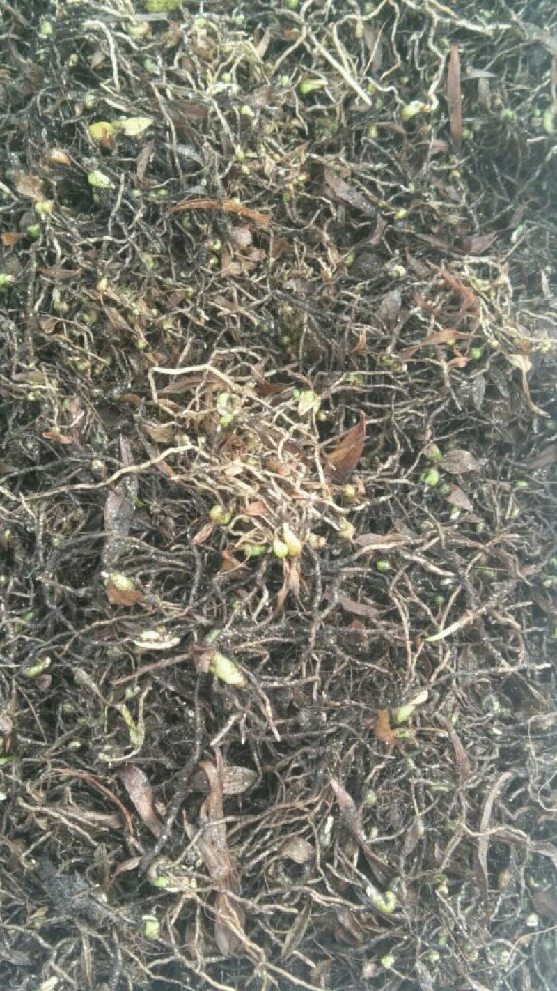 优质白芨种苗10cm以下
