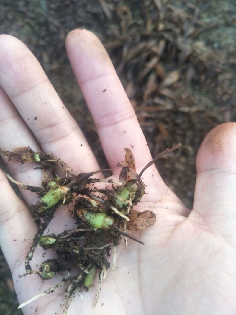 优质白芨种苗10cm以下