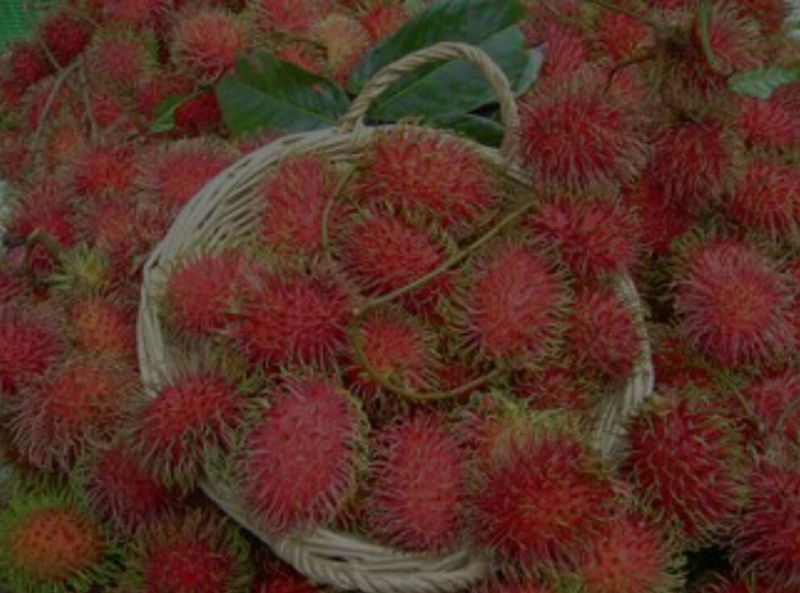 红毛丹苗红毛丹树苗家庭后院盆栽种植成活率高产量高，