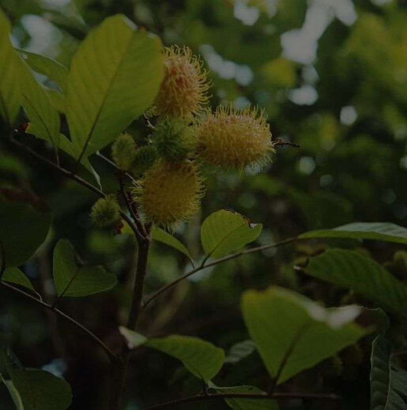 红毛丹苗红毛丹树苗家庭后院盆栽种植成活率高产量高，