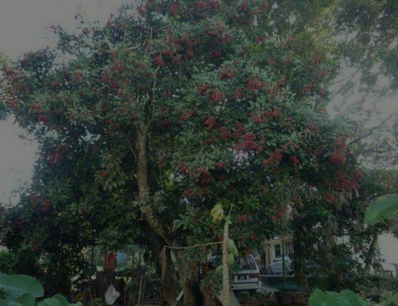 红毛丹苗红毛丹树苗家庭后院盆栽种植成活率高产量高，