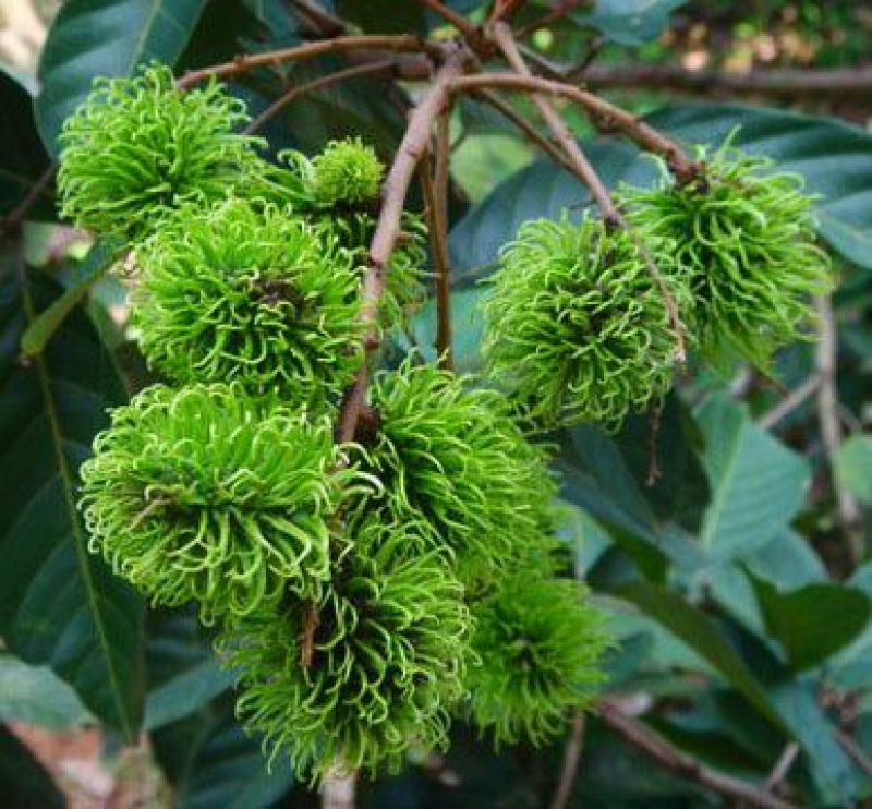 红毛丹苗红毛丹树苗家庭后院盆栽种植成活率高产量高，