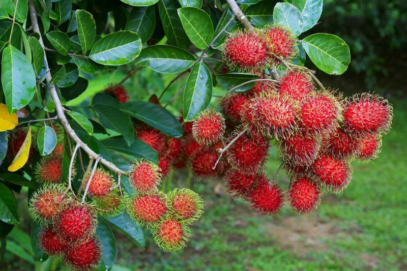 红毛丹苗红毛丹树苗家庭后院盆栽种植成活率高产量高，