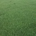 兰引三号草皮