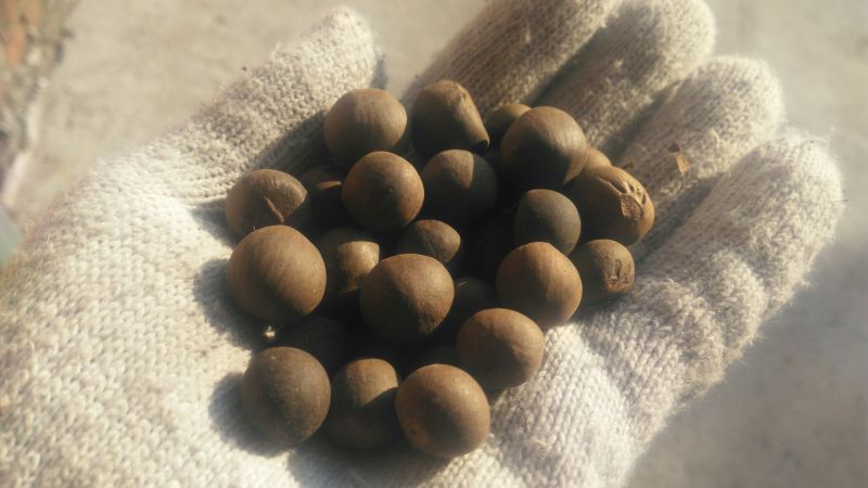 茶种子新鲜茶籽茶果信阳毛尖绿茶籽种植采早茶叶树种子