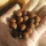 茶种子新鲜茶籽茶果信阳毛尖绿茶籽种植采早茶叶树种子