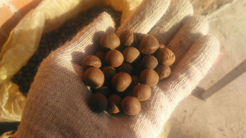 茶种子新鲜茶籽茶果信阳毛尖绿茶籽种植采早茶叶树种子