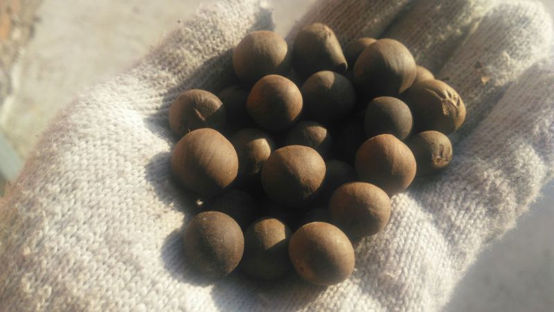 茶种子新鲜茶籽茶果信阳毛尖绿茶籽种植采早茶叶树种子