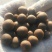 茶种子新鲜茶籽茶果信阳毛尖绿茶籽种植采早茶叶树种子