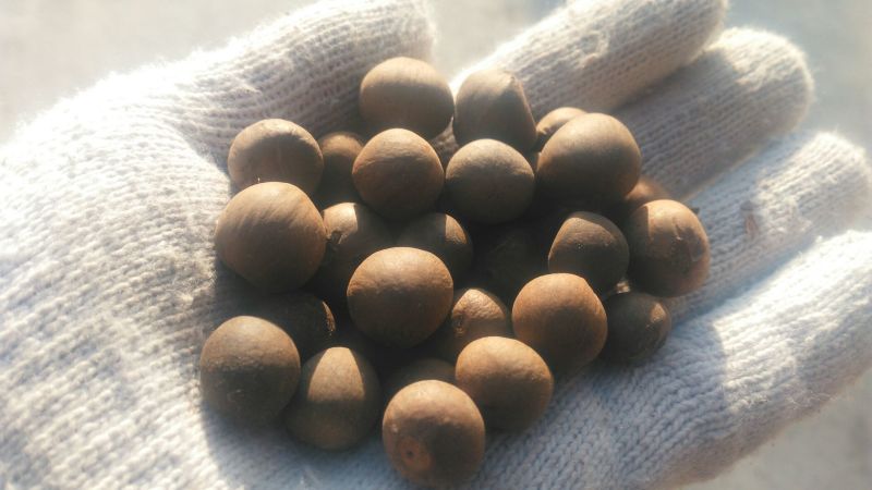 茶种子新鲜茶籽茶果信阳毛尖绿茶籽种植采早茶叶树种子