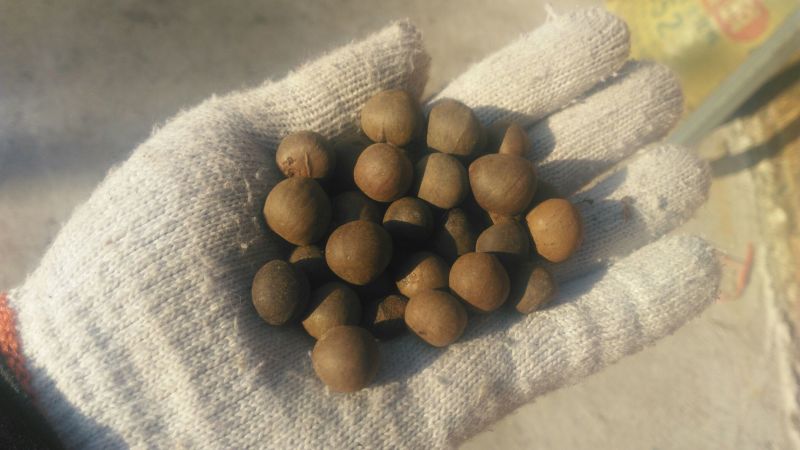 茶种子新鲜茶籽茶果信阳毛尖绿茶籽种植采早茶叶树种子