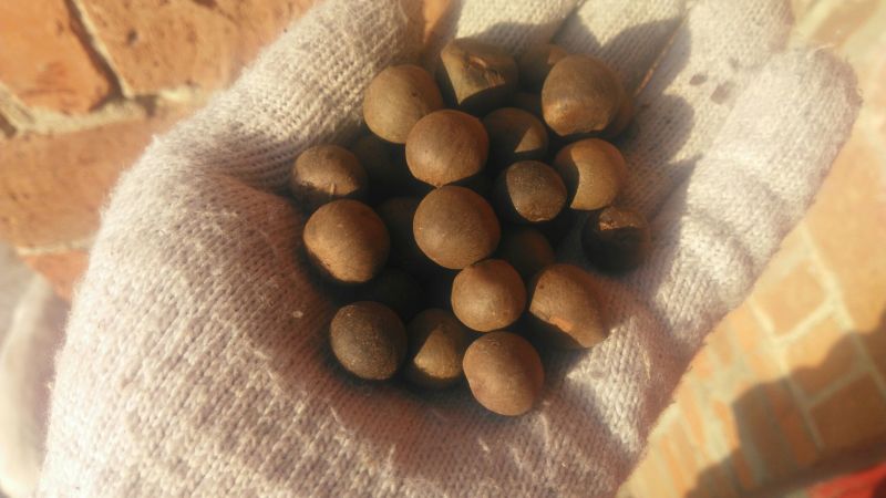 茶种子新鲜茶籽茶果信阳毛尖绿茶籽种植采早茶叶树种子