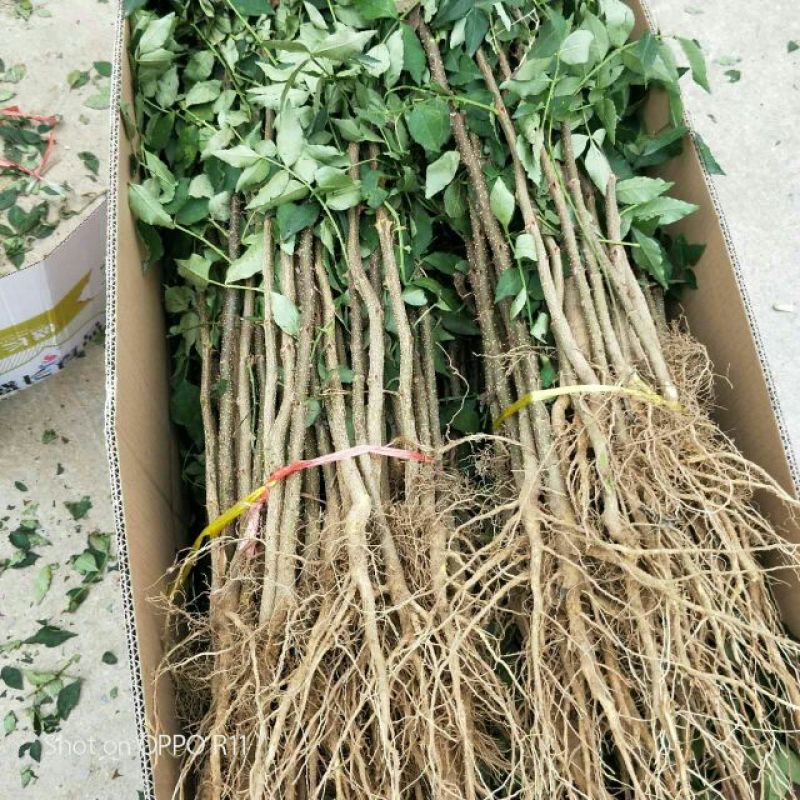 花椒苗大红袍花椒苗根据苗子的大小定价格品种纯正产量高
