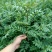 花椒苗大红袍花椒苗根据苗子的大小定价格品种纯正产量高